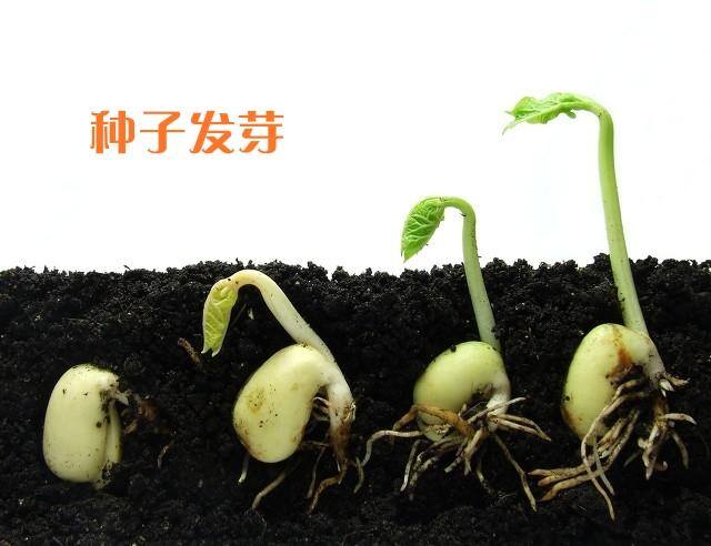 如何制作起泡胶（闺女做起泡胶，我赞美了孩子的这些品质）