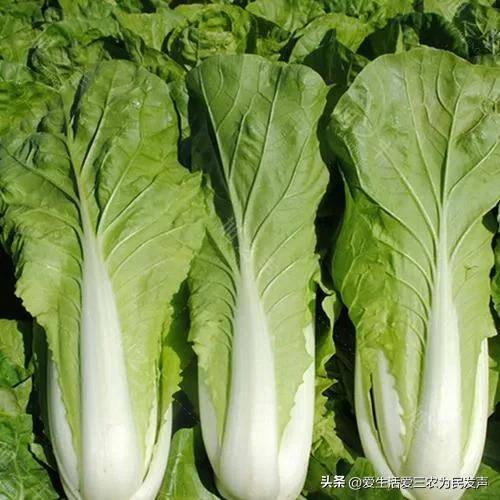 种什么菜好卖又赚钱（紫色白菜、紫色大白菜、紫色大白菜、紫色大白菜、紫色大白菜）