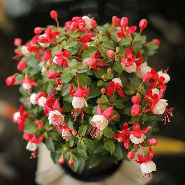风水十大吉祥花（家里养这几种花卉，寓意着财运到金玉满堂，日进斗金，堆金如玉）