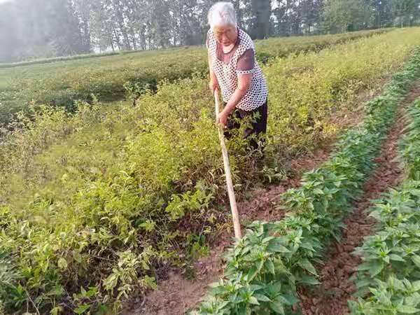 种一亩苍术三年赚多少钱（69岁农村大妈种植苍术，每亩收入14000元）
