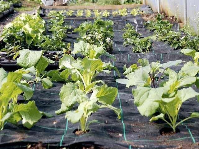 怎么种菜（种蔬菜有哪些技巧？）