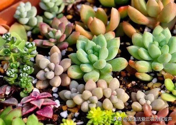 致富好项目（在家种植什么能赚钱？）