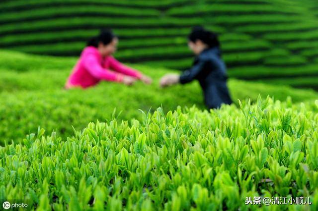 种植项目加盟（茶园养殖，如何做好生态管理？）