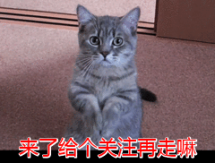 发财网名名字大全微信（最多在评论区晒图、留言~你家狗狗重名了吗？）