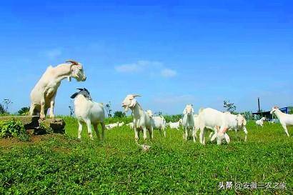 小型养殖什么最赚钱（农村大哥养殖1000只小羊羔，一个月收入30万！）