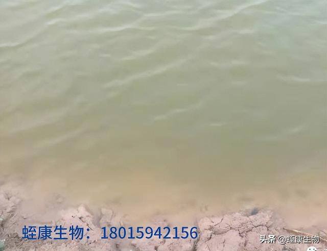 水蛭养殖要求（养殖水蛭的注意事项）