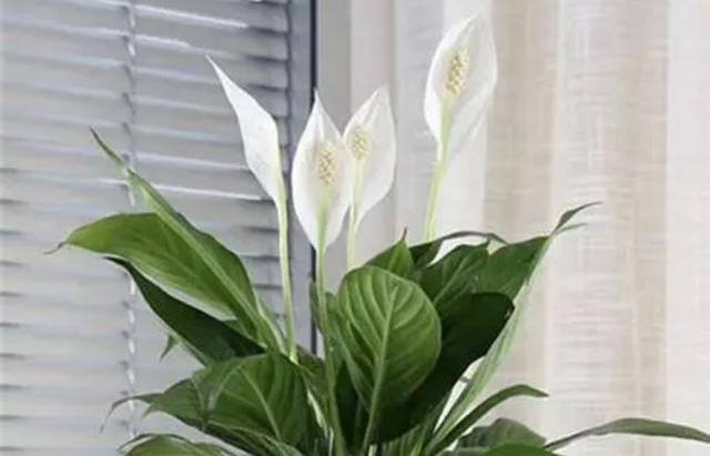 7种适合卧室养的植物（这5种植物适合养在卧室，有助于释放氧气，有助于睡眠）