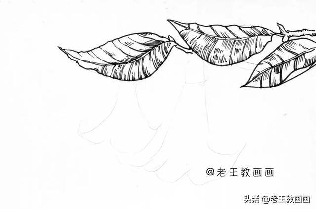 如何画花朵好看又简单（曼陀罗线描手稿，初学者都可以跟着临摹）