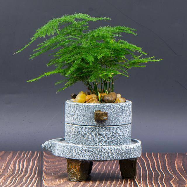 最好养的10种兰花（阳台上适合养什么花？）