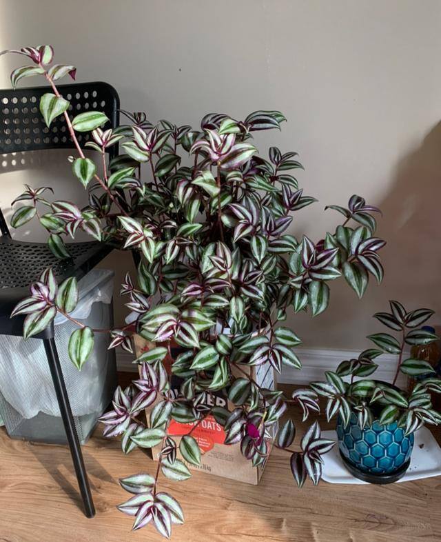 最好养的10种兰花（阳台上适合养什么花？）