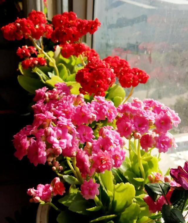 最好养的10种兰花（阳台上适合养什么花？）