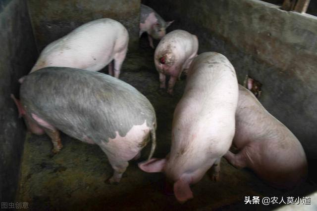 养殖什么最好养又赚钱（在农村里面做养殖业能不能赚钱？）