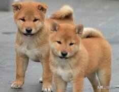 新手养什么狗比较好（养宠新手，什么狗狗比较好养？）