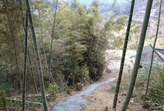 门口种竹子风水十大禁忌（“门前不栽竹，房后不栽树”，这四个地方不能种竹子，你知道吗？）
