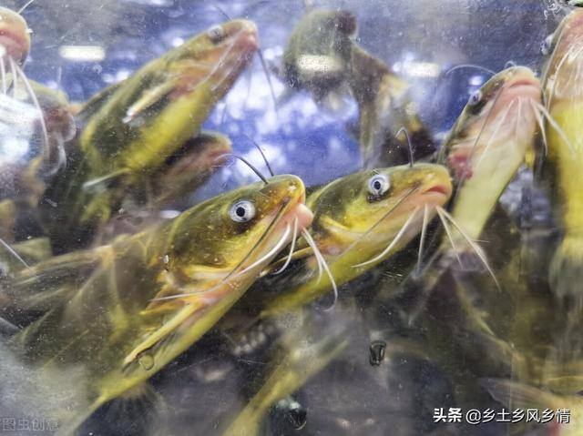养殖黄骨鱼如何（黄骨鱼的养殖技术）