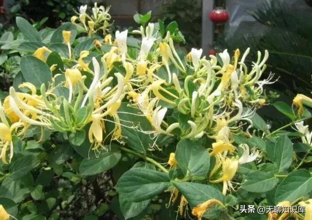 不要本钱的生意（回农村做什么能赚钱？）