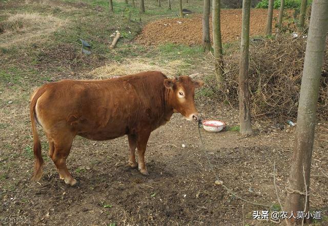 现在养牛前景如何（在农村养牛好不好？）