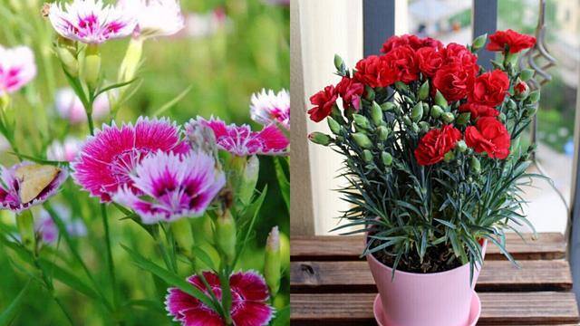 最好养的10种兰花（阳台上适合养什么花？）