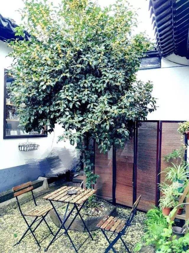 院里种什么树对风水好（农村小院里，种上一棵树，寓意着“多子多福，人丁兴旺”）
