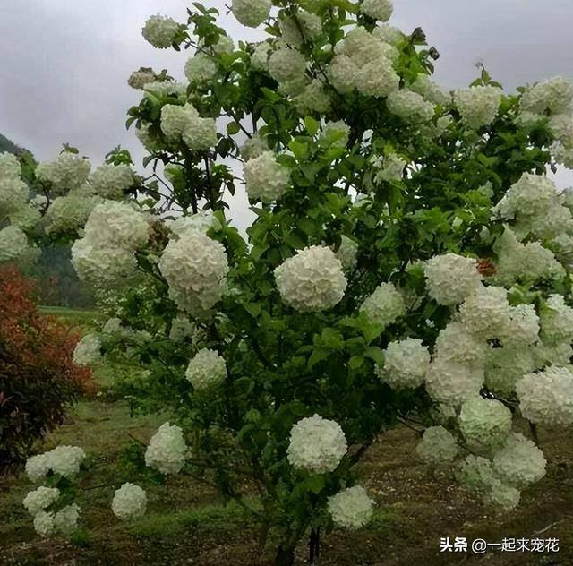 家门口种什么植物风水好又旺财（家门口种4种“旺宅树”，好养好看还有好兆头）