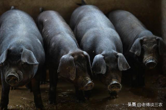 今年养猪怎么样?能不能赚钱?2023（2023年农村养猪赚钱吗？）