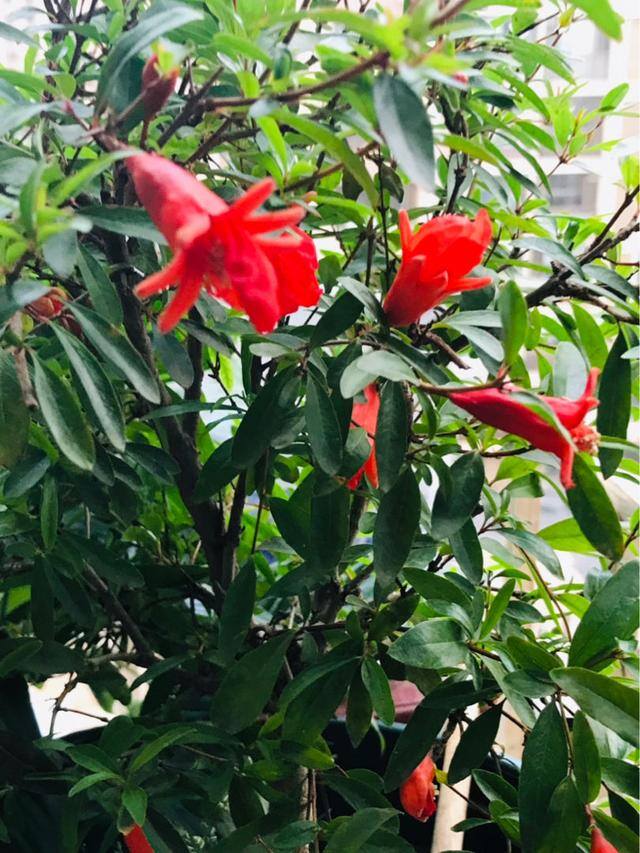 石榴树栽在家里的什么位置好?（家有庭院，养好石榴盆栽，好运自然来）