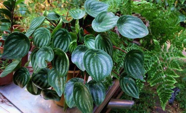 最好养的10种兰花（阳台上适合养什么花？）
