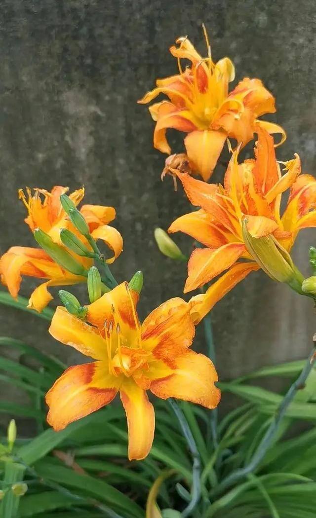 庭院花卉种植品种（院子里养这几种花，不怕冷不怕热，冬季零下也能开花不断！）