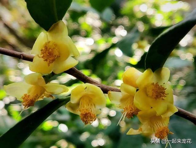 家门口种什么植物风水好又旺财（家门口种4种“旺宅树”，好养好看还有好兆头）