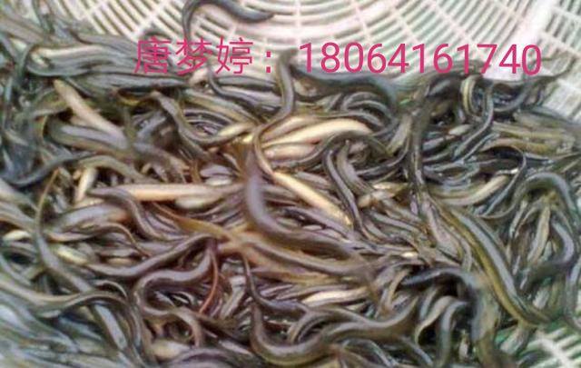泥鳅养殖前景与利润（2020年养泥鳅前景如何？）