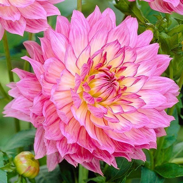 最好养的10种兰花（阳台上适合养什么花？）