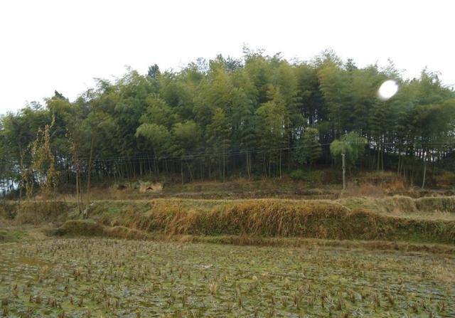 门口种竹子风水十大禁忌（“门前不栽竹，房后不栽树”，这四个地方不能种竹子，你知道吗？）
