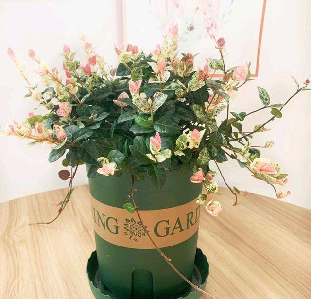 最好养的10种兰花（阳台上适合养什么花？）