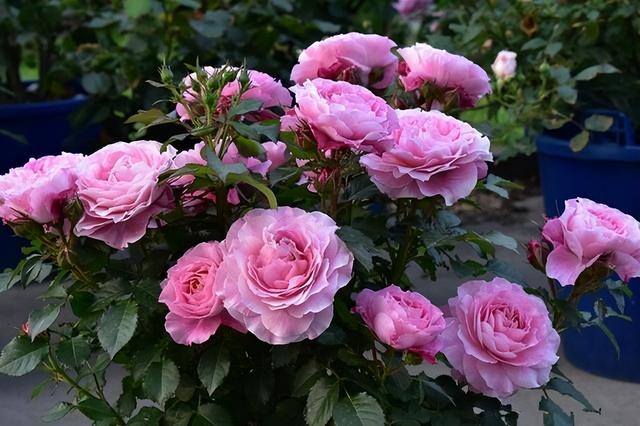 庭院花卉种植品种（院子里养这几种花，不怕冷不怕热，冬季零下也能开花不断！）