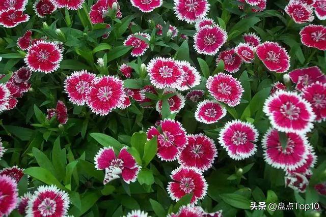 目前种植什么好（草花品种大盘点）