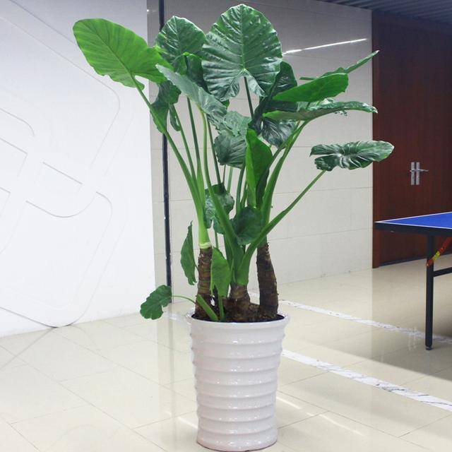 最好养的10种兰花（阳台上适合养什么花？）