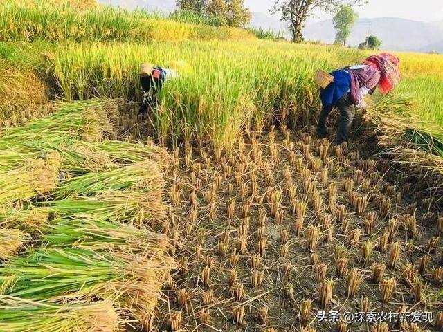 农村现在做什么能致富（现在农村能赚钱的方法，或许跟很多地方一样）