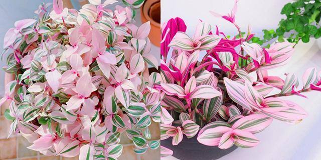 最好养的10种兰花（阳台上适合养什么花？）