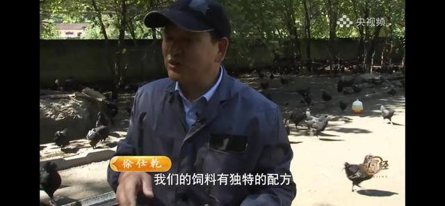 养多少鸡能赚20万（徐士乾养殖乌鸡失败，妻子的一句话，让他气走妻子）