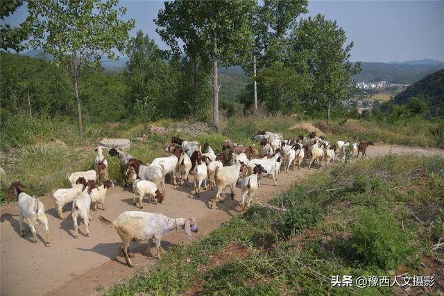 养100只羊一年能赚多少钱（回农村创业，买100只羊最少需要多少钱？）