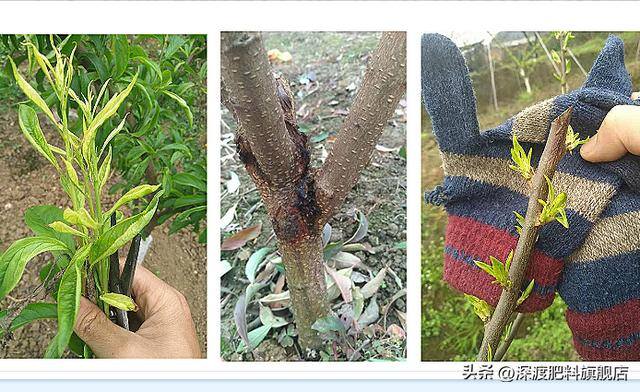 死树风水化解（烂根死树的发病原因及改良方法）