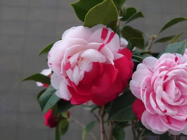 庭院花卉种植品种（院子里养这几种花，不怕冷不怕热，冬季零下也能开花不断！）