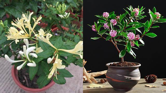 最好养的10种兰花（阳台上适合养什么花？）
