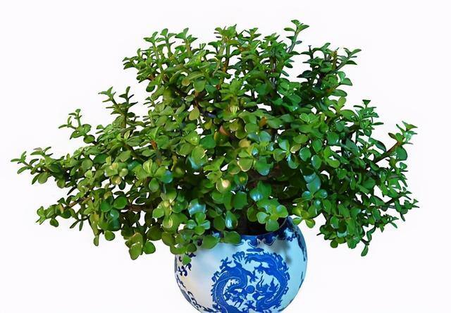 风水十大吉祥花（家里养这几种花卉，寓意着财运到金玉满堂，日进斗金，堆金如玉）