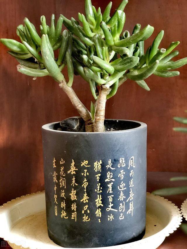 吸财树怎么养才能更旺盛（10月养吸财树，一旦降温严重，就会不利于吸财树红彤彤的很招财了）