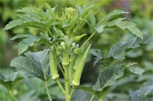 农村种植项目（盘点适合农村种植项目）