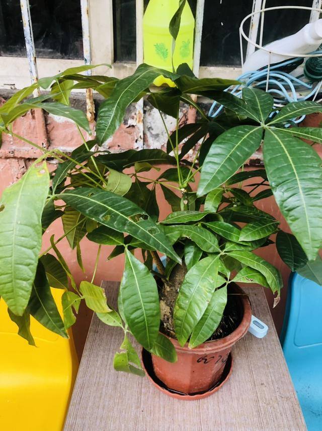 发财树放在家里哪个位置好（发财树的养护方位）