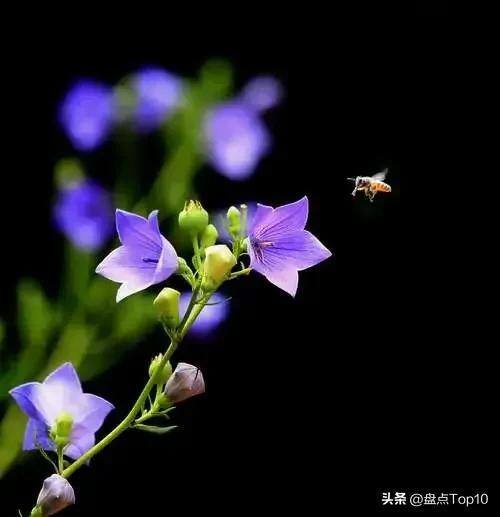 目前种植什么好（草花品种大盘点）