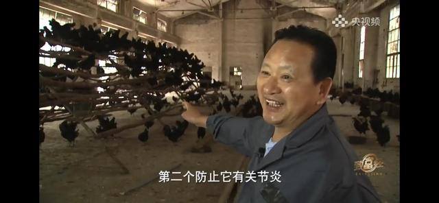 养多少鸡能赚20万（徐士乾养殖乌鸡失败，妻子的一句话，让他气走妻子）