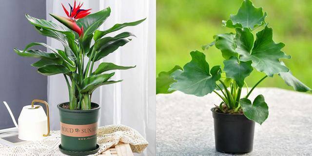 最好养的10种兰花（阳台上适合养什么花？）